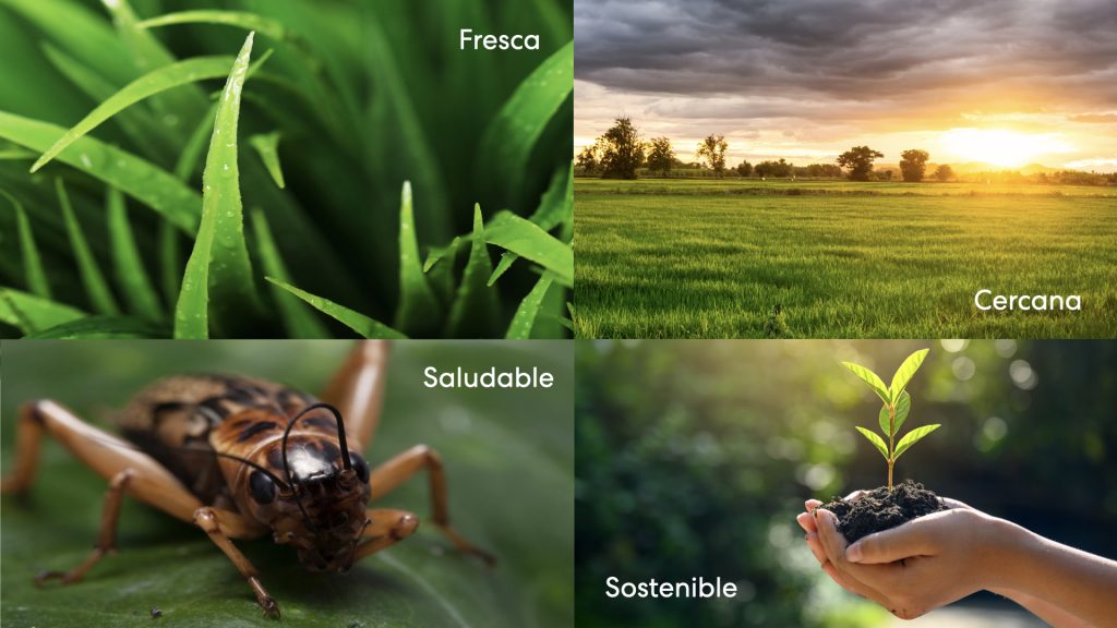 insectalia identidad visual.004